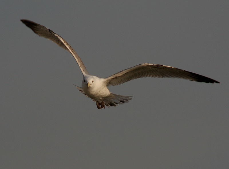 photo "Wings" tags: nature, wild animals