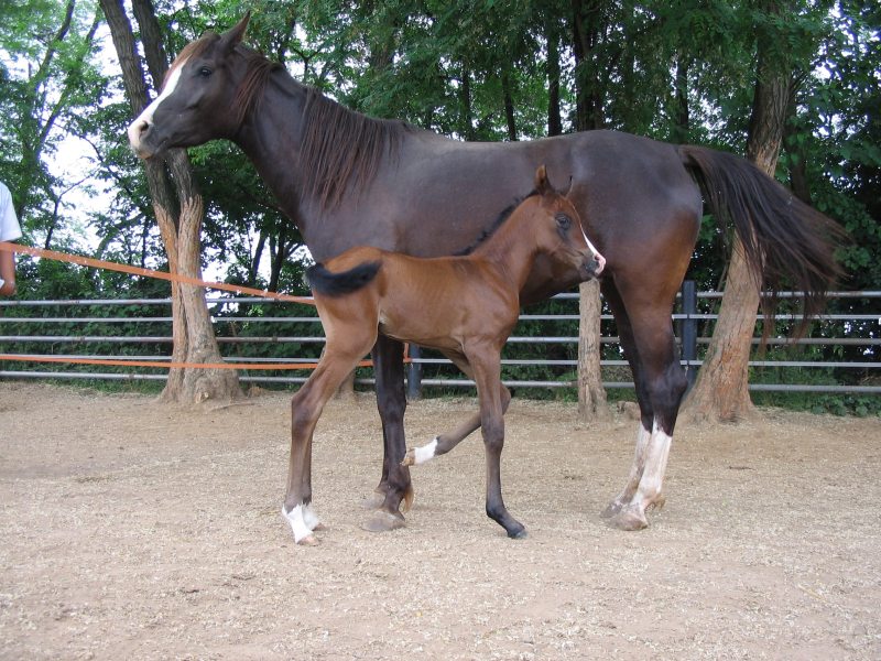 photo "Mother and Son" tags: nature, pets/farm animals