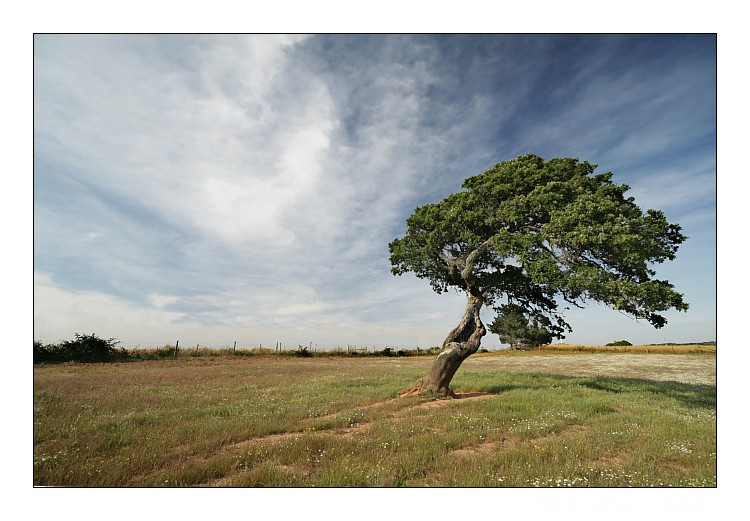 фото "Tree" метки: пейзаж, весна