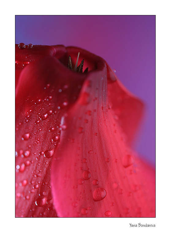 photo "Volcano" tags: nature, macro and close-up, flowers