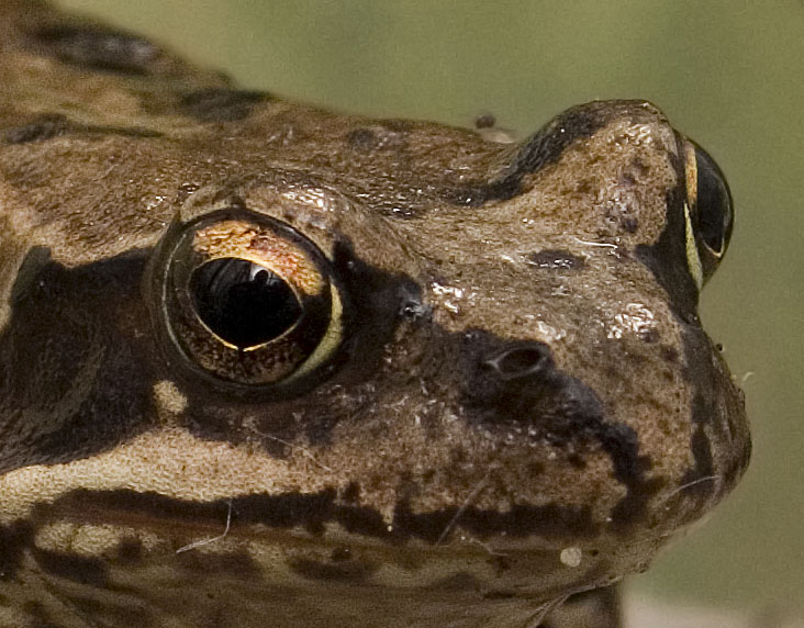 photo "Look" tags: nature, macro and close-up, wild animals