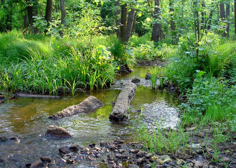 photo "On a bog." tags: landscape, forest, water