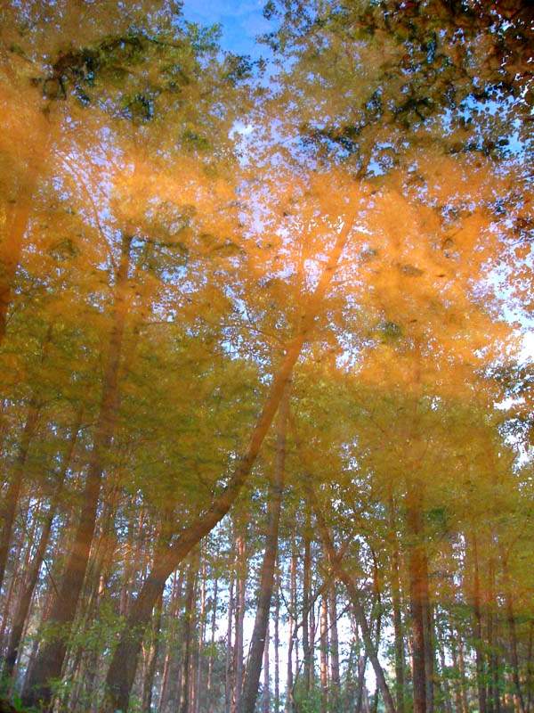 photo "***" tags: landscape, forest, water
