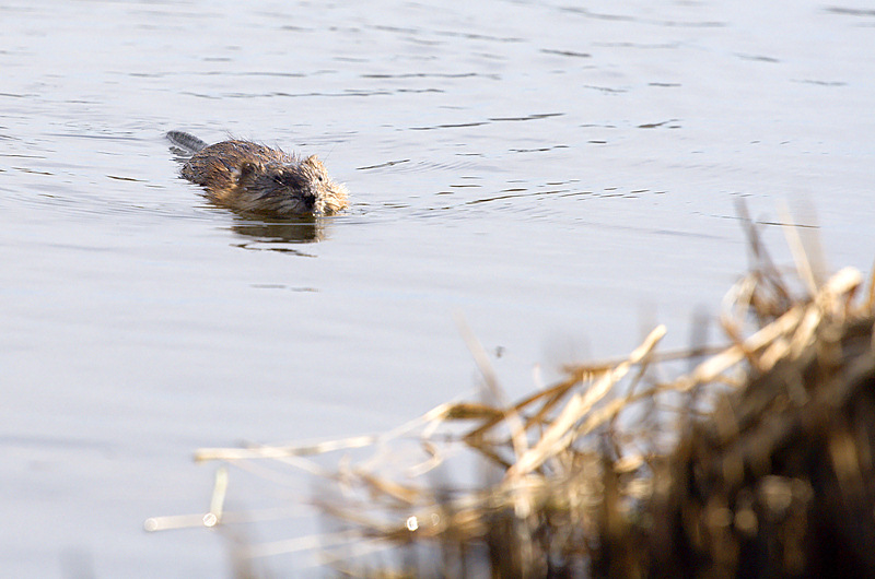 photo "***" tags: nature, wild animals