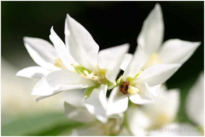 photo "***" tags: macro and close-up, nature, flowers