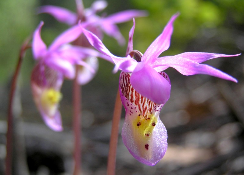 photo "Calypso Bulbosa" tags: macro and close-up, nature, flowers