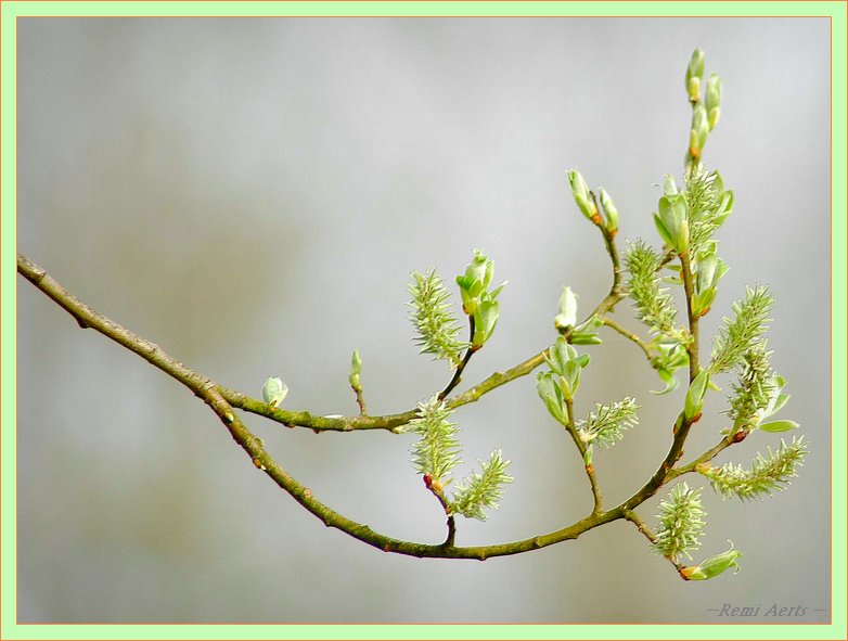 photo "fresh green" tags: nature, macro and close-up, flowers