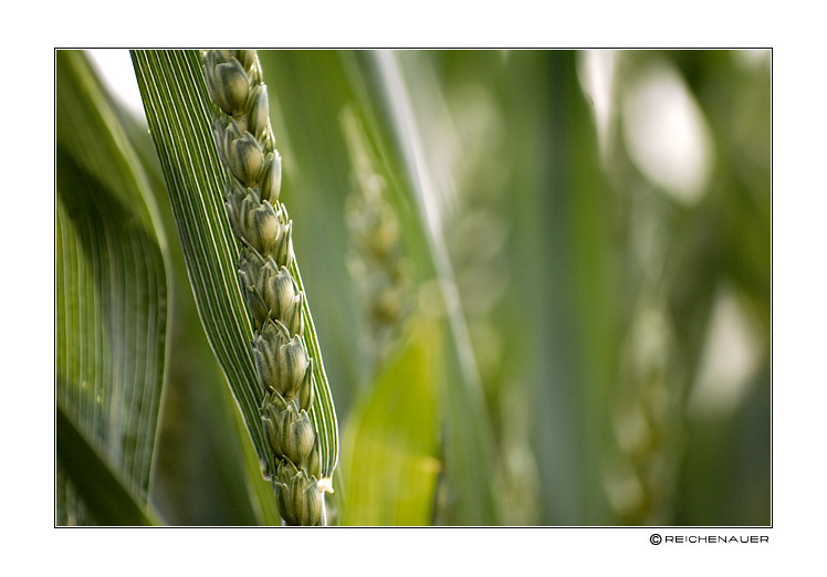 photo "Rye" tags: nature, flowers