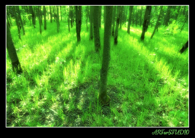 photo "***" tags: landscape, forest