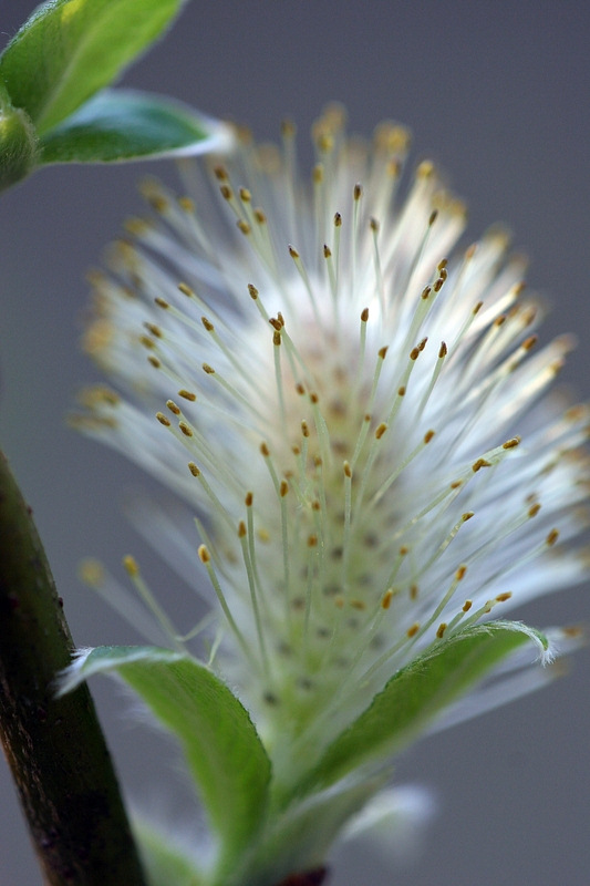 photo "Flower Power !" tags: nature, flowers