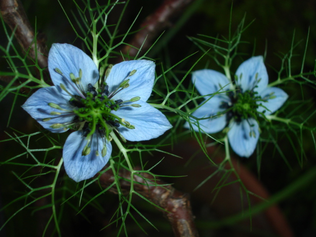 фото "flower" метки: природа, цветы