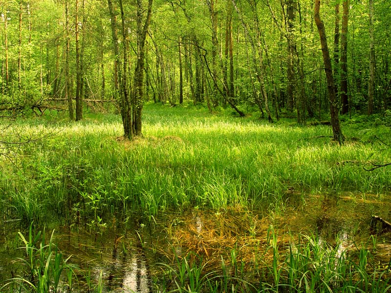 photo "***" tags: landscape, forest, spring