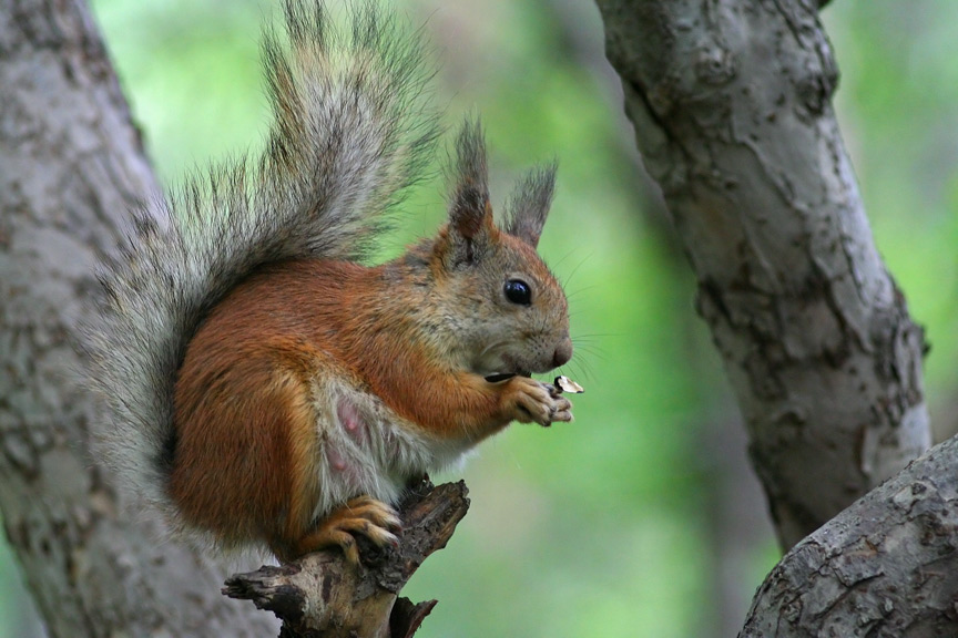 photo "Mother squirrel" tags: nature, genre, wild animals