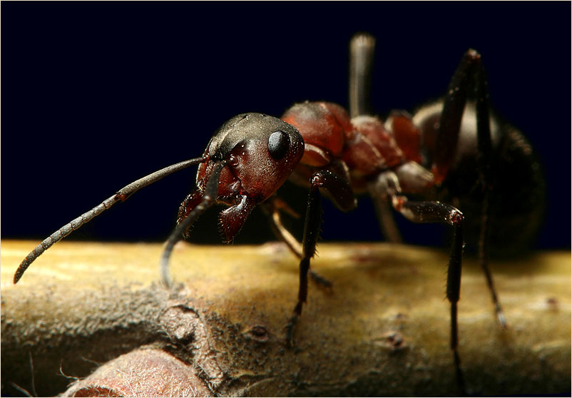 фото "муравей" метки: макро и крупный план, природа, насекомое