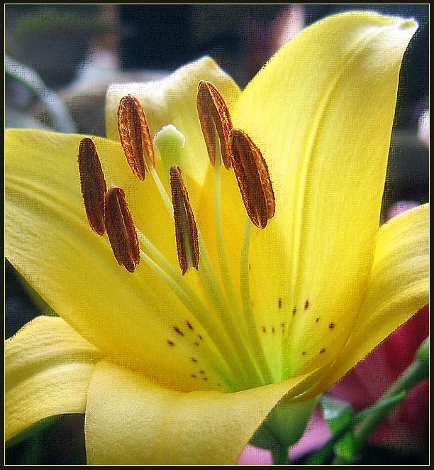photo "***" tags: abstract, nature, flowers