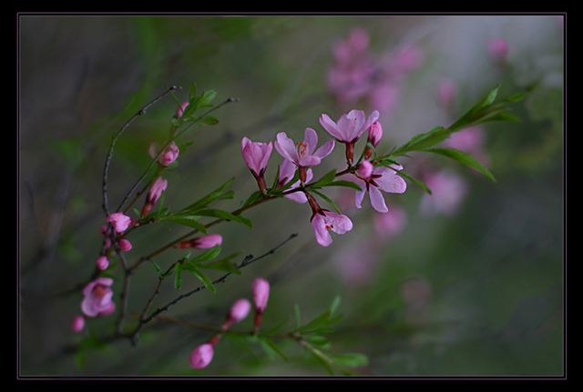 photo "***" tags: nature, flowers