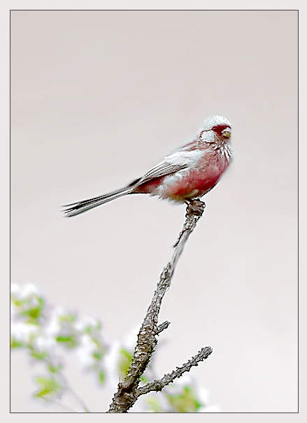 photo "Long-tailed Rosefinch" tags: nature, wild animals