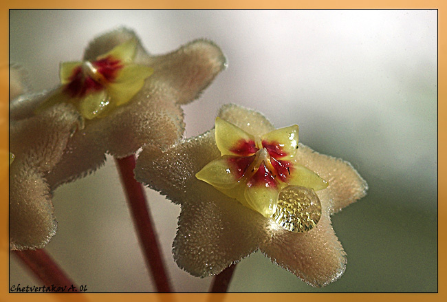 photo "***" tags: nature, macro and close-up, flowers