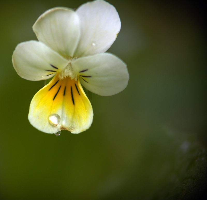 photo "***" tags: nature, macro and close-up, flowers