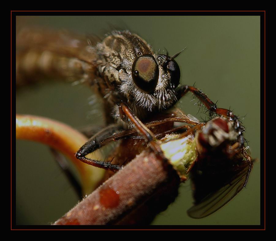 photo "***" tags: nature, macro and close-up, insect