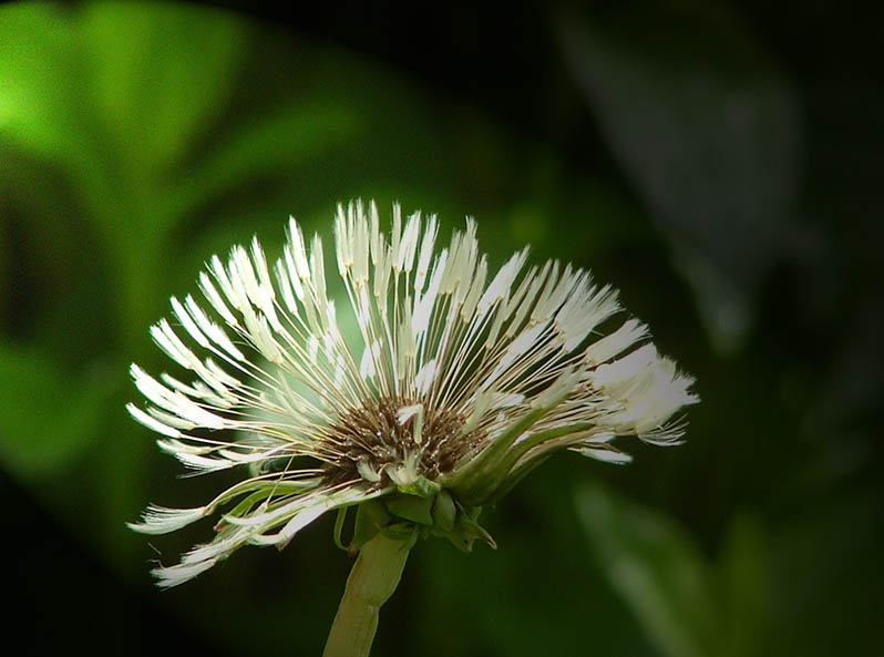 photo "Phenomenon" tags: nature, flowers