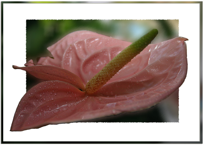фото "Антуриум" метки: природа, макро и крупный план, цветы