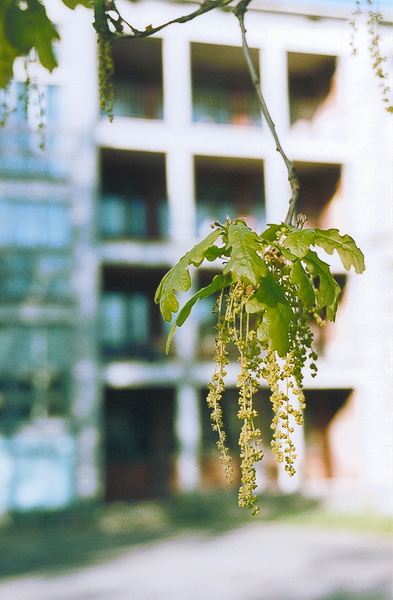 photo "The flowers of the oaktree" tags: landscape, spring