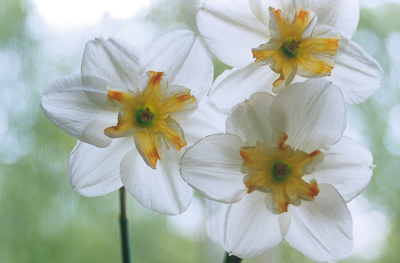 photo "Narcissuses" tags: nature, flowers