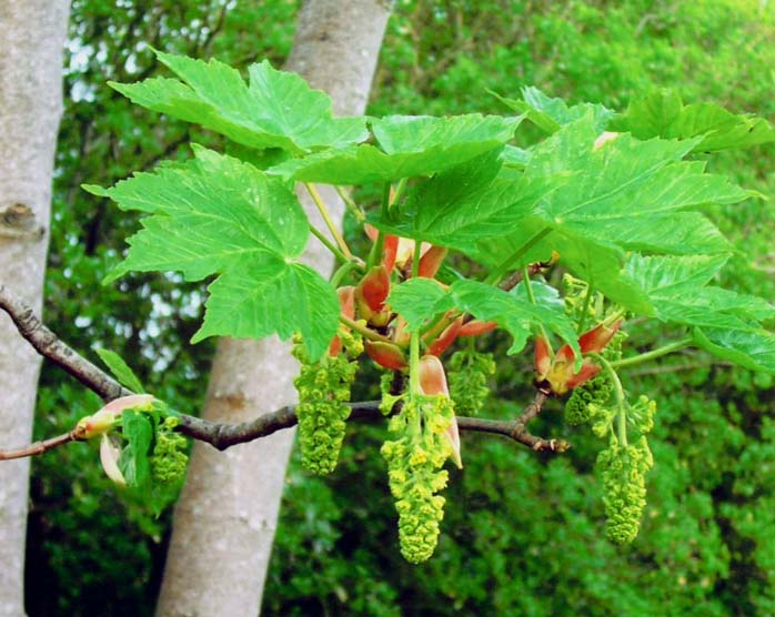 фото "" Sycamore "" метки: макро и крупный план, природа, цветы