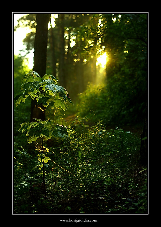 фото "..." метки: пейзаж, лес