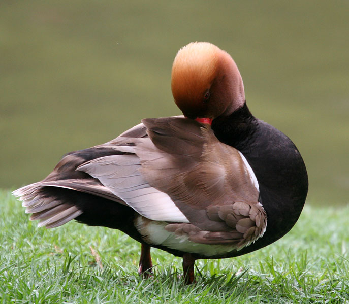 фото "Duck" метки: природа, дикие животные