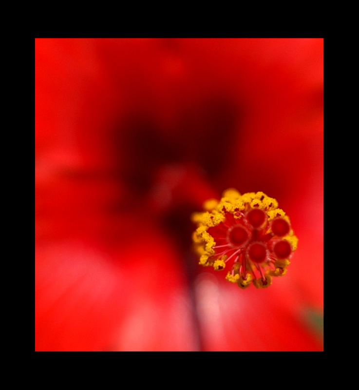 photo "A scarlet" tags: macro and close-up, 