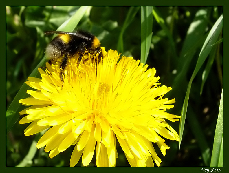 photo "***" tags: nature, macro and close-up, insect