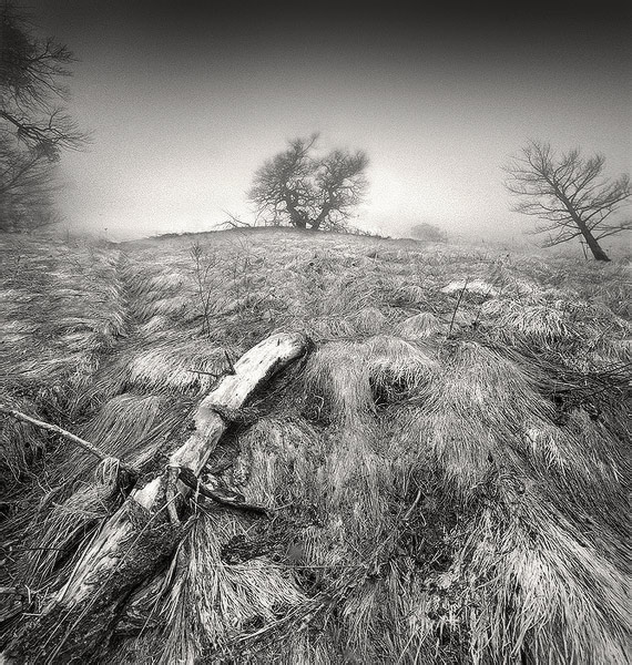 photo "*myst" tags: landscape, black&white, forest