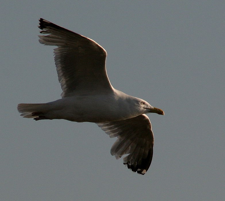 photo "eye" tags: nature, wild animals