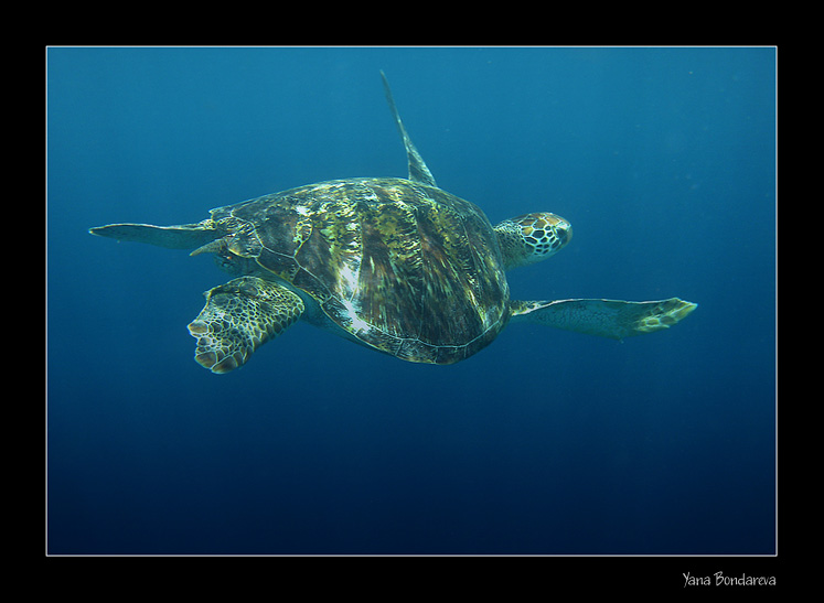 photo "***" tags: underwater, nature, wild animals