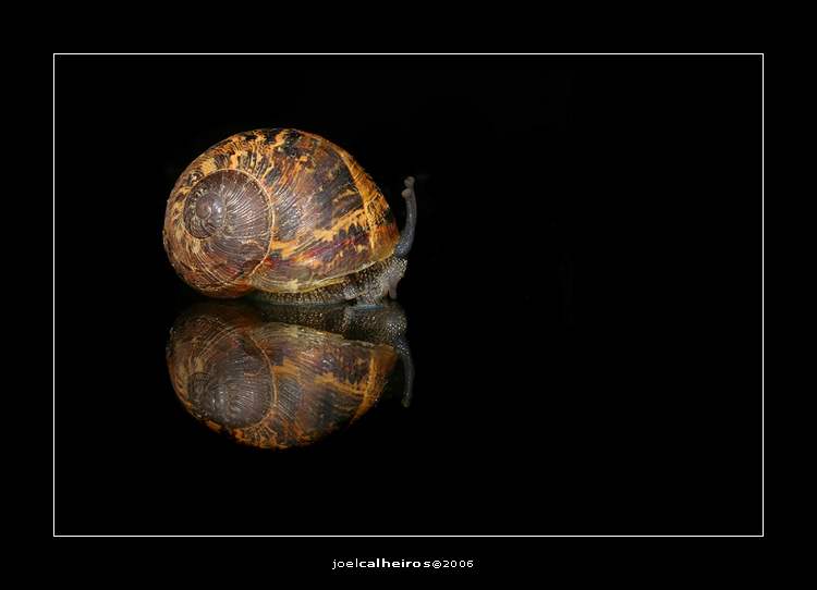 фото "heart..." метки: макро и крупный план, 