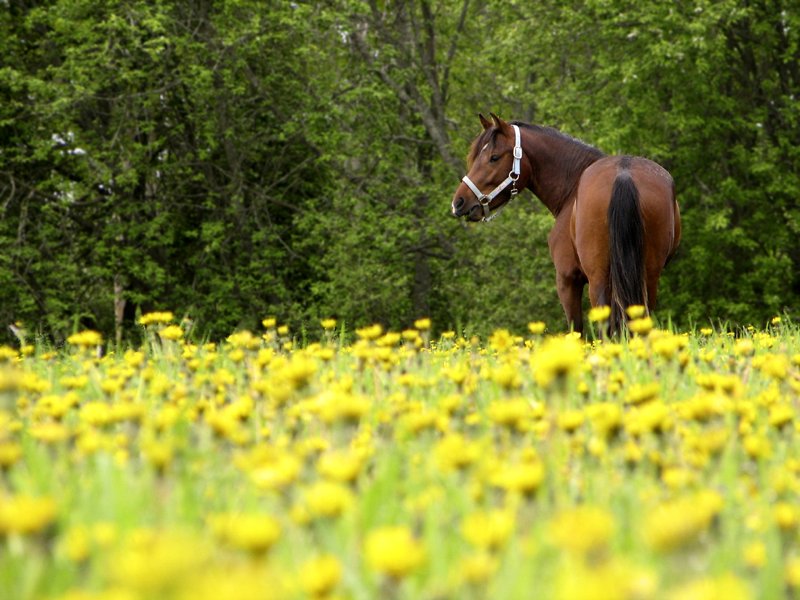 photo "'On the flowers'" tags: landscape, nature, pets/farm animals, summer