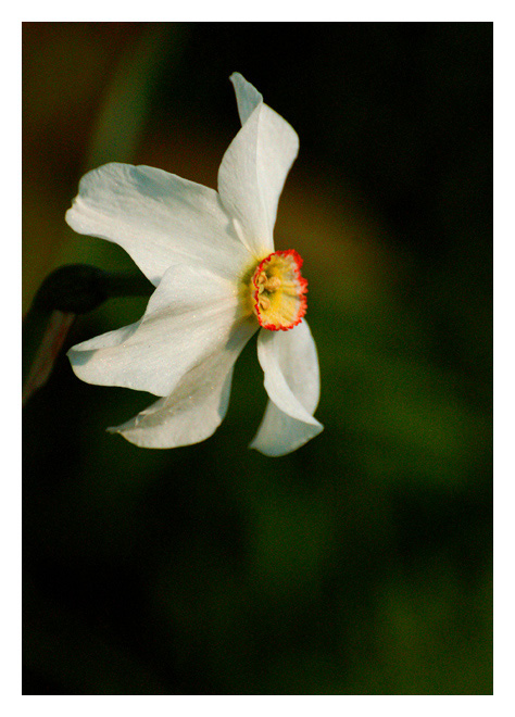 фото "Narcisse" метки: природа, цветы