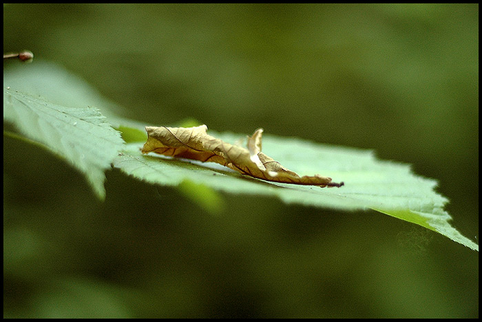 photo "Soft touch" tags: macro and close-up, nature, 