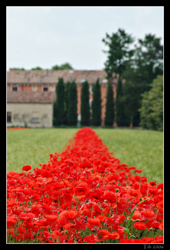 photo "Red road" tags: landscape, nature, flowers, spring