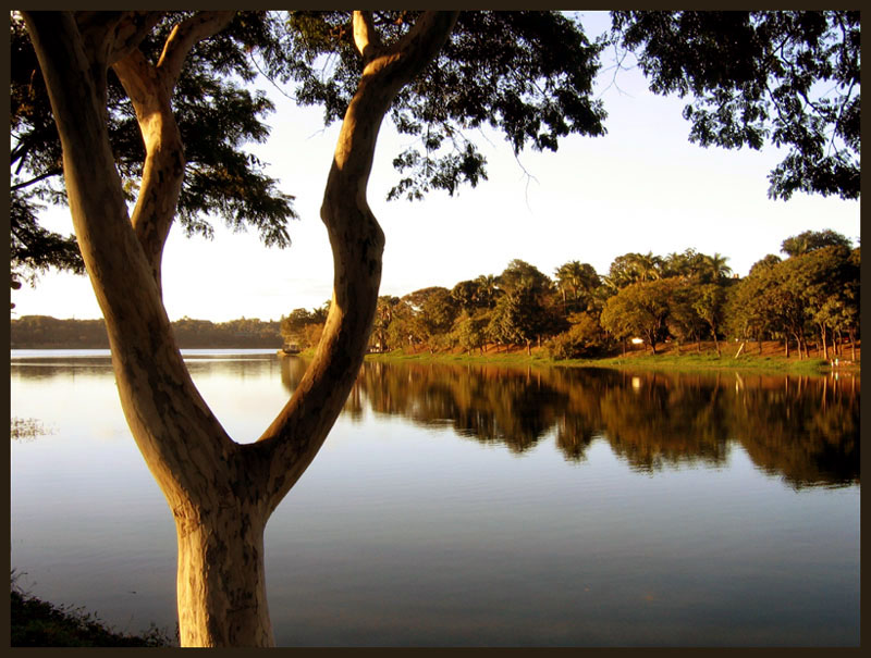 photo "tree at lake" tags: landscape, water