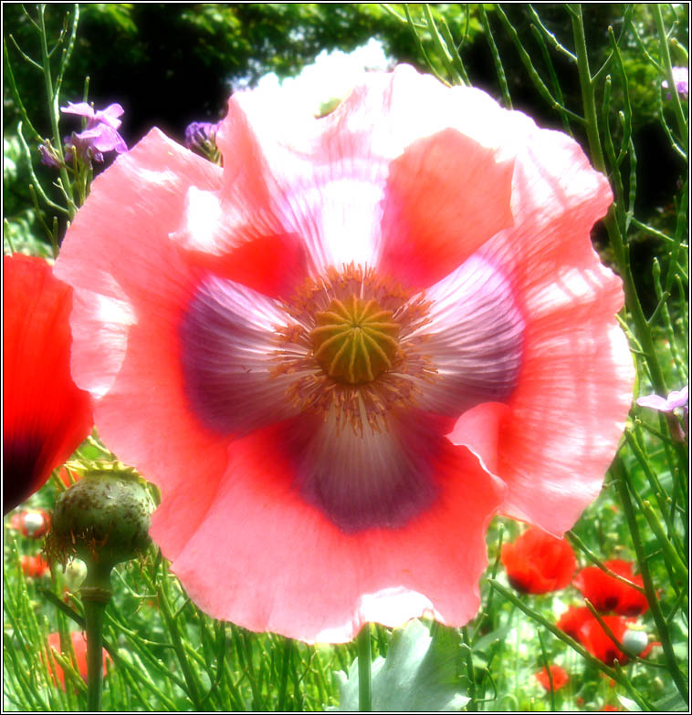 photo "***" tags: nature, travel, North America, flowers