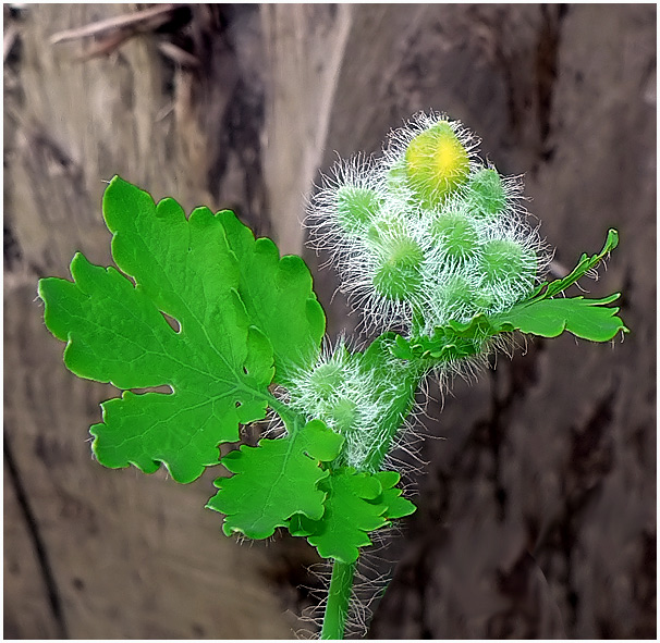 photo "Hedgehog inflorescence" tags: nature, macro and close-up, flowers