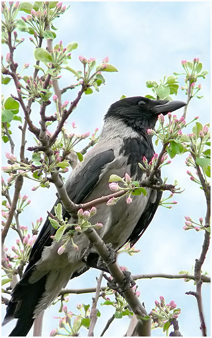 photo "Waiting for the fruit" tags: nature, wild animals