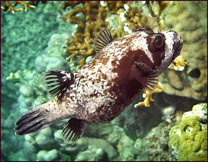 photo "***" tags: macro and close-up, underwater, 