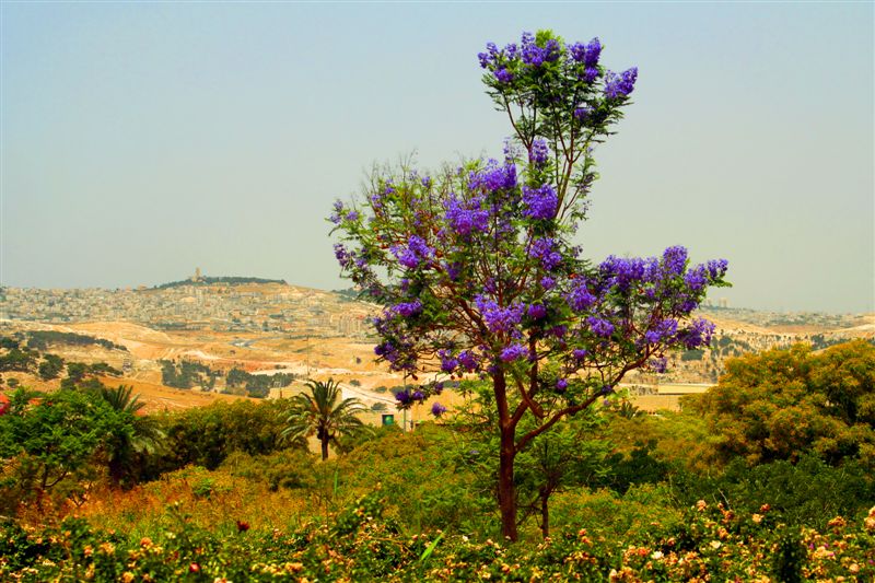 photo "Violet Tree" tags: architecture, landscape, spring