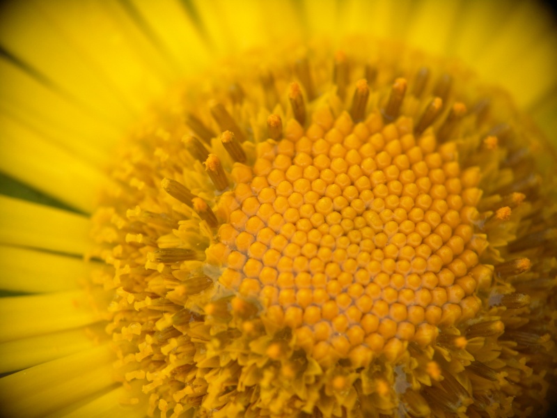 photo "raindrops on a flower" tags: nature, macro and close-up, flowers