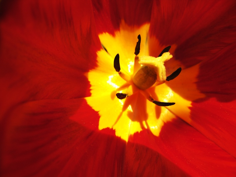 photo "***" tags: nature, macro and close-up, flowers