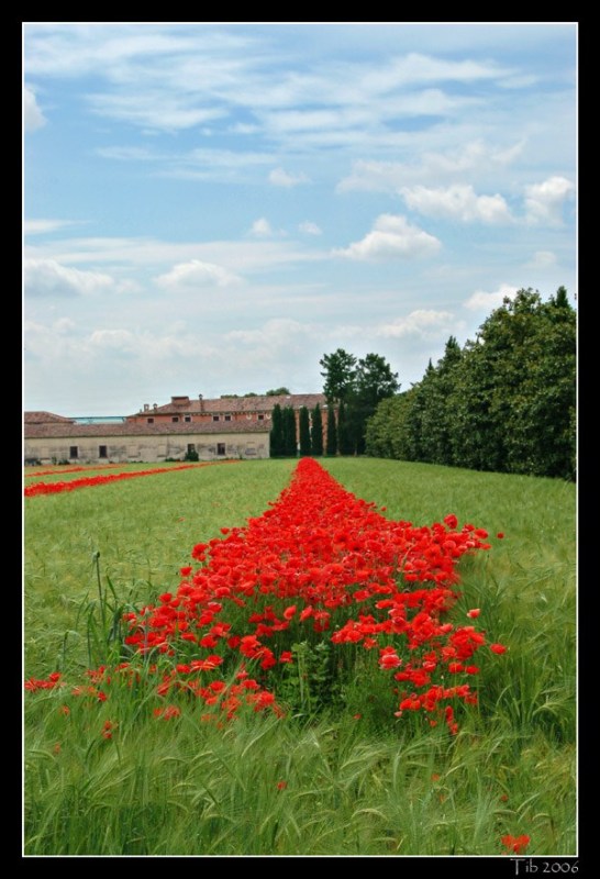 фото "Red highways (another view)" метки: пейзаж, природа, весна, цветы